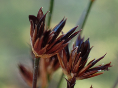 Juncus