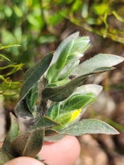 Xiphotheca lanceolata