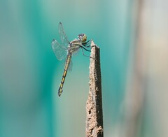 Potamarcha congener