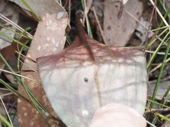 Cryptostylis leptochila