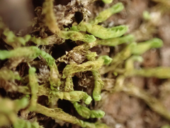 Douinia ovata