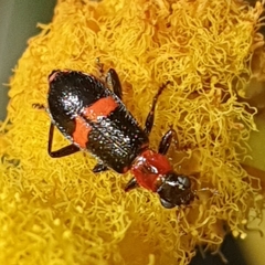 Lemidia