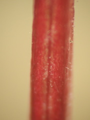 Epilobium anagallidifolium