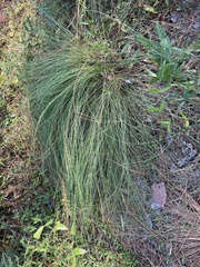 Aristida stricta