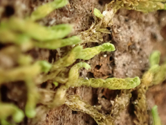 Douinia ovata