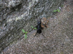 Ocypus olens