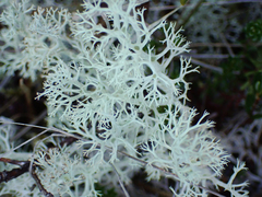 Cladonia arbuscula mitis