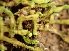 Douinia ovata