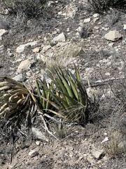 Agave lechuguilla