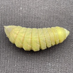 Smerinthus ocellata