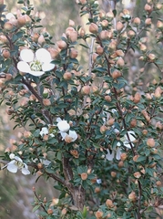 Leptospermum scoparium