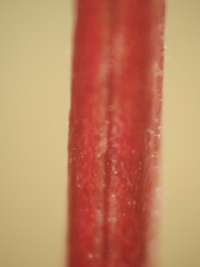 Epilobium anagallidifolium