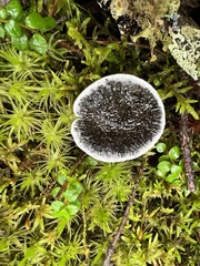 Phellodon niger