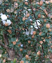 Leptospermum scoparium