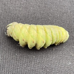 Smerinthus ocellata