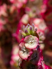 Maireana trichoptera