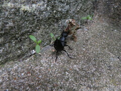 Ocypus olens
