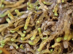 Douinia ovata