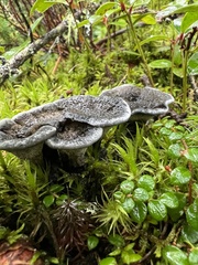 Phellodon niger