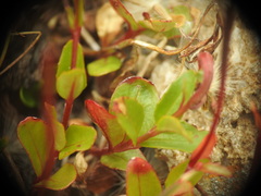 Epilobium anagallidifolium
