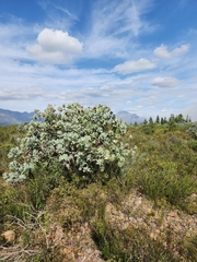 Protea nitida