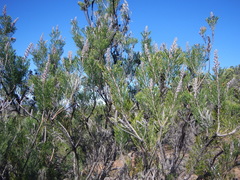 Paranomus bracteolaris