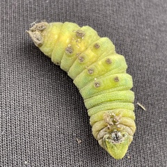 Smerinthus ocellata