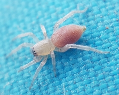 Clubionidae