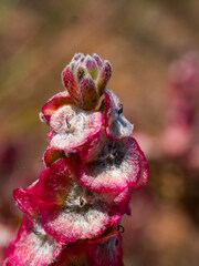 Maireana trichoptera