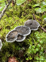 Phellodon niger