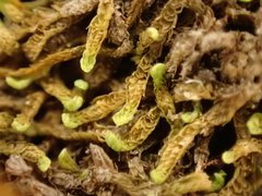 Douinia ovata