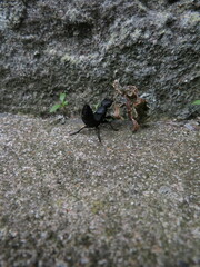 Ocypus olens
