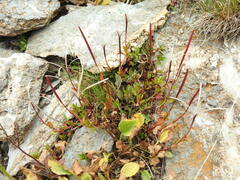 Epilobium anagallidifolium