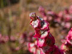 Maireana trichoptera