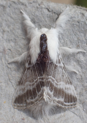 Tolype velleda