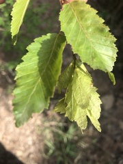 Carpinus orientalis