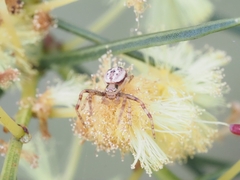 Thomisidae