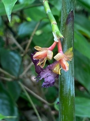 Ischnosiphon gracilis