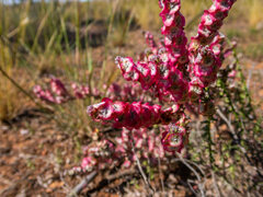 Maireana trichoptera
