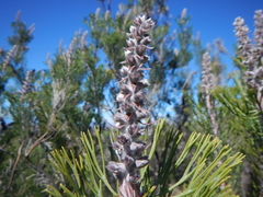 Paranomus bracteolaris