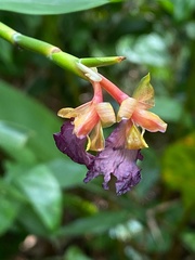 Ischnosiphon gracilis