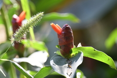 Costus pulverulentus