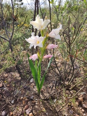 Gladiolus carneus