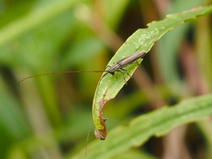 Hippopsis lemniscata