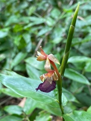 Ischnosiphon gracilis