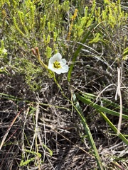 Moraea cantharophila