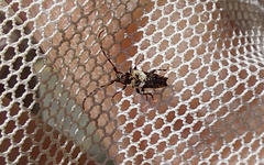 Pogonocherus hispidus