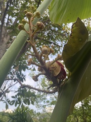 Couroupita guianensis
