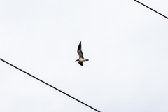 Leucophaeus atricilla