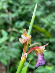 Ischnosiphon gracilis